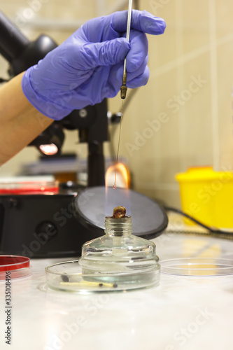 A medical worker in the laboratory disinfects the instrument on the flame of an alcohol lamp