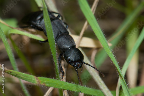 Devil's coach-horse beetle Ocypus olens in the vegetation. El Hierro. Canary Islands. Spain. photo