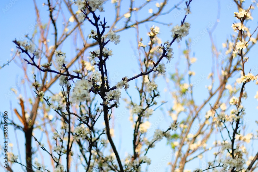 Dainty white blossoms on a tree. Selective focus.