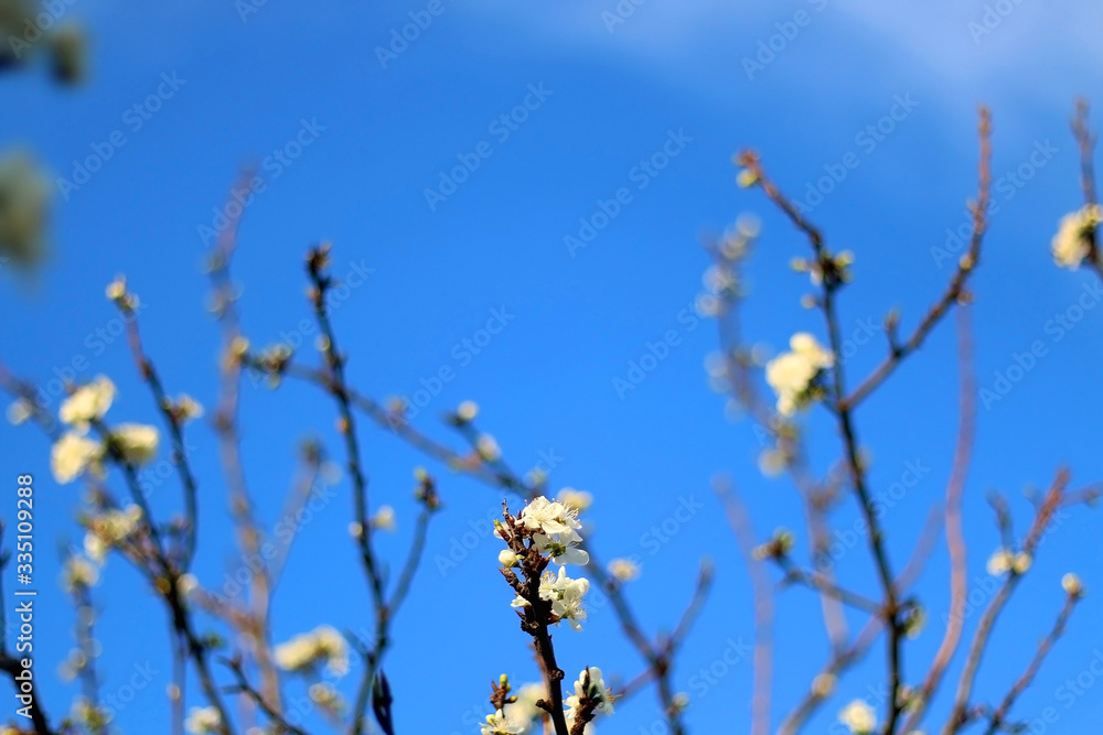 Dainty white blossoms on a tree. Selective focus. Dainty white blossoms on a tree. Selective focus.