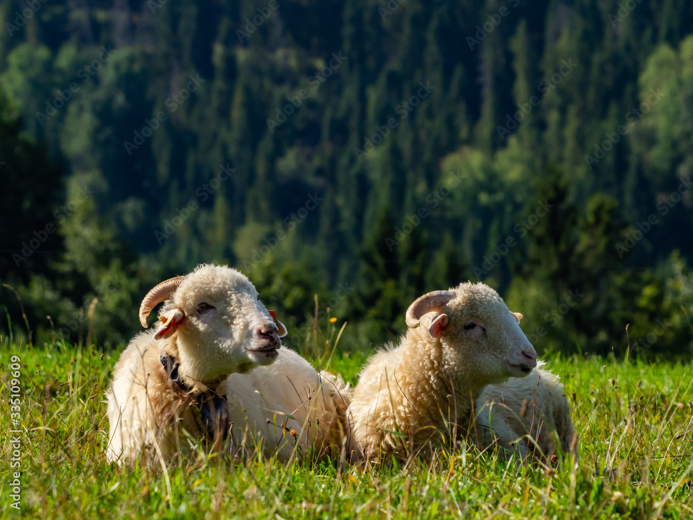 Fototapeta premium Two sheeps laying and resting on the meadow.