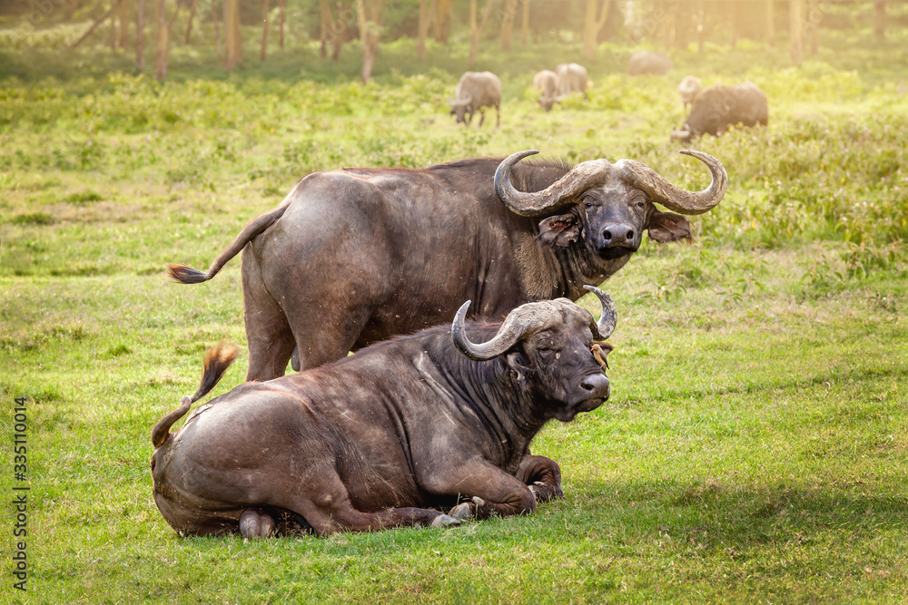 Obraz premium Buffalo in the grass