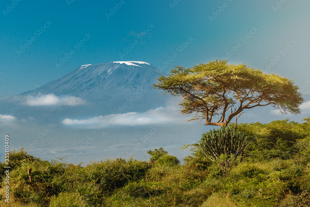 Kilimanjaro - obrazy, fototapety, plakaty 