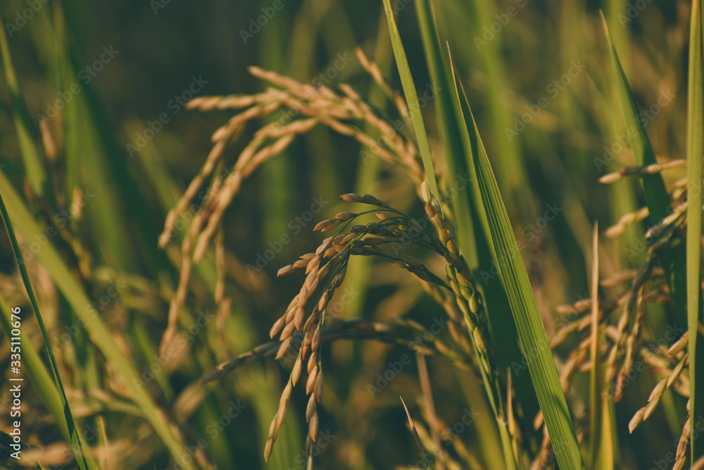 Obraz premium Rice plant agriculture field