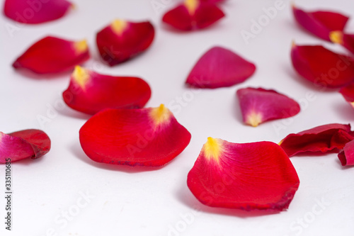 Fototapeta Naklejka Na Ścianę i Meble -  Red rose petals on white background.