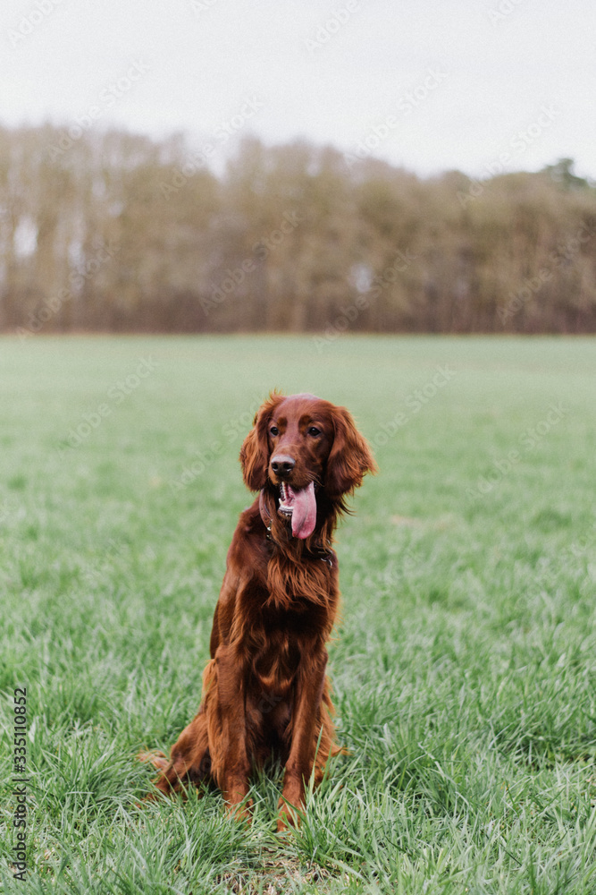 Irish red setter dog puppy in the field