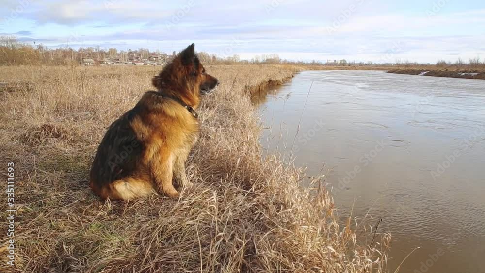 German shepherd dog in spring sits on the bank of the river. German shepherd dog in spring sits on the bank of the river.