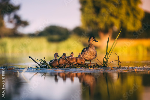 Fototapeta A family of ducks together in their nest, surrounded by water.
