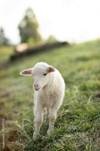 cute little spring newborn lamb sheep babz on a green grass  free range organic pasture meadow field