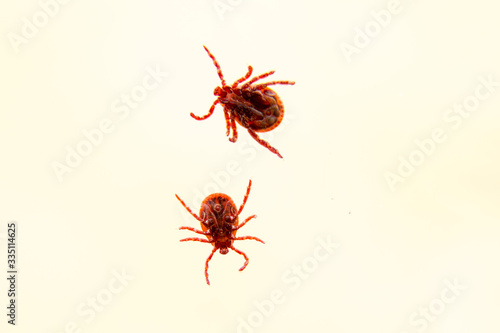 Two mites on the white background isolated © burdun