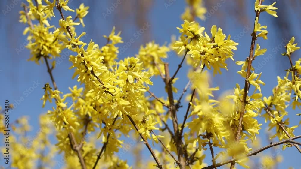 Spring easter background. Beautiful blooming Forsythia bushes. Forsythia inflorescences on a blurred background. Spring flowers. Beautiful flower garden. Abstract blurred background. Blue background. Spring easter background. Beautiful blooming Forsythia bushes. Forsythia inflorescences on a blurred background. Spring flowers. Beautiful flower garden. Abstract blurred background. Blue background.