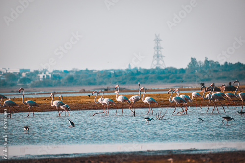 Lesser flamingo, Himayat Sagar Lake, Hyderabad photo