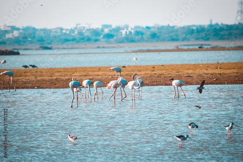 Lesser flamingo, Himayat Sagar Lake, Hyderabad