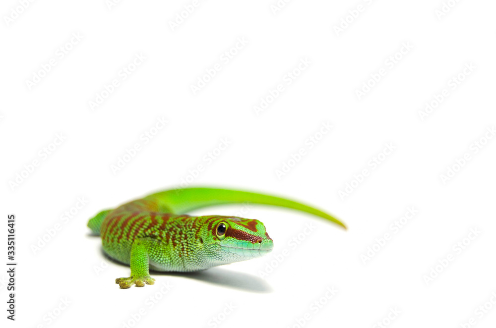 Fototapeta premium Phelsuma madagascariensis grandis
