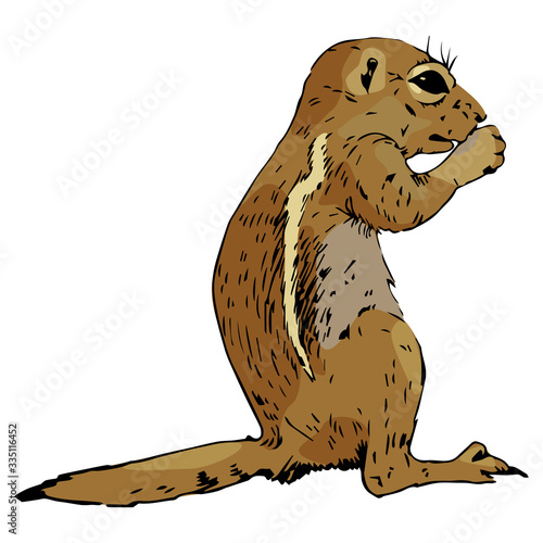 Isolated vector illustration. Hand drawn colored sketch of a wild rodent. Ground squirrel. Prairie dog. Chipmunk. 