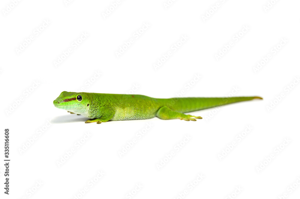 Fototapeta premium Madagascar Day gecko - gecko on white background