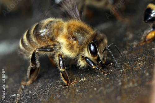 Bee, Honeybee, Nectar, Beehive, Entrance, Thuringia, Germany, Europe