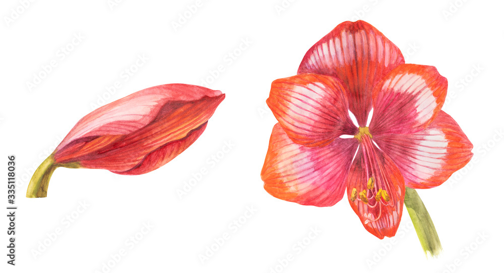 Watercolor two red blooming Amaryllis bud and flower head on white isolated background