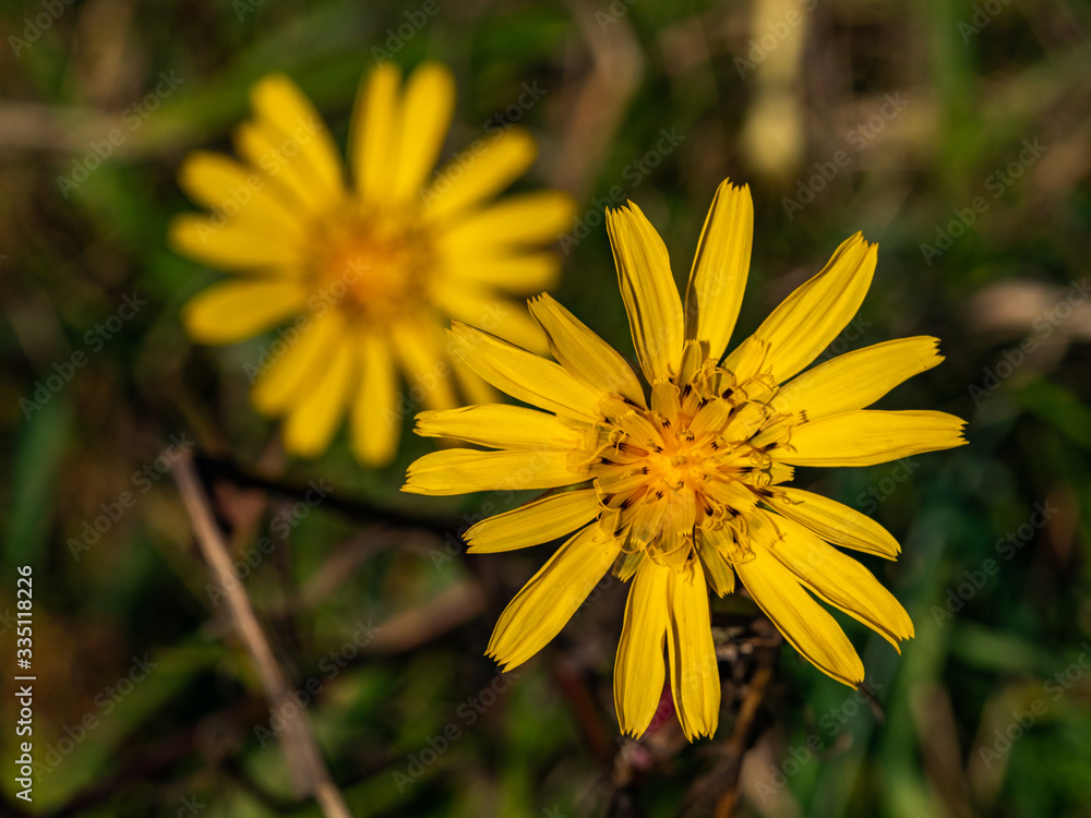 Close up of yellow flower, summer time. Close up of yellow flower, summer time.