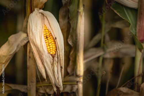 Ripe corn on the cob in a cornfield