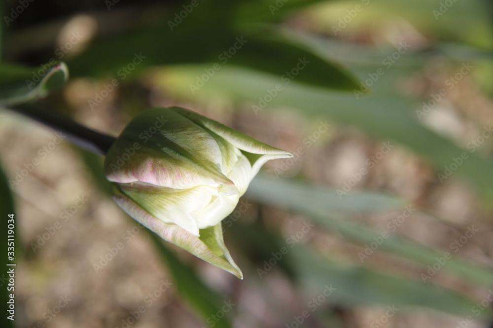 White and yellow tulip flower bud and leaves White and yellow tulip flower bud and leaves
