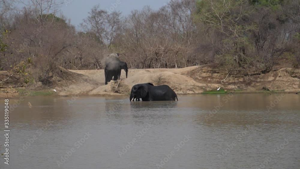 Three Elephants in Dust after Bath in Water Wide Shot Three Elephants in Dust after Bath in Water Wide Shot