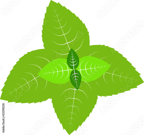 Juicy green mint leaves vector