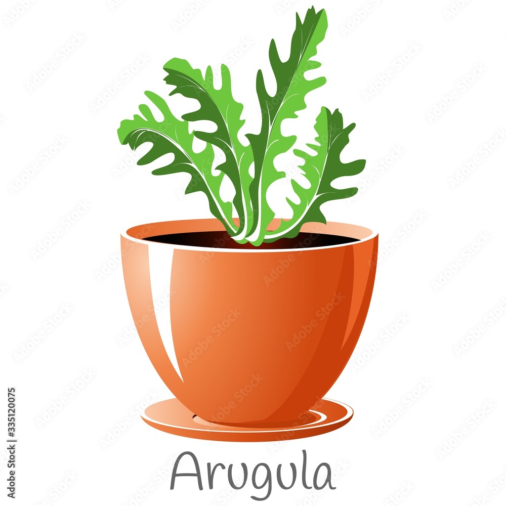 Obraz premium Arugula herb in a flower pot.