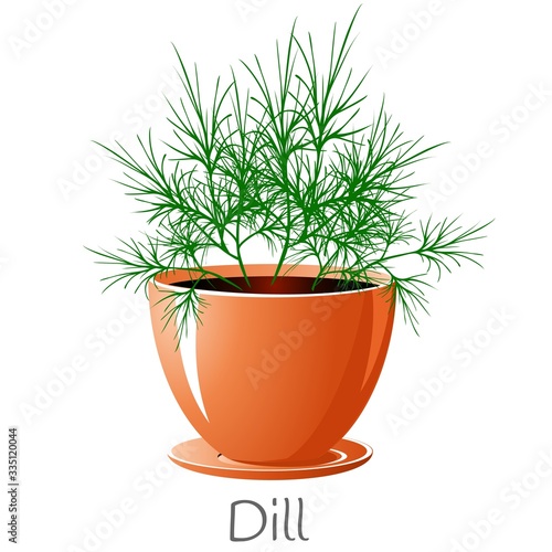 Fresh Dill herb in a flower pot.