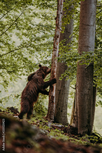 Close up wild, standing big Brown Bear, Ursus arctos, deep forest after sunset. Wildlife, european animal. 