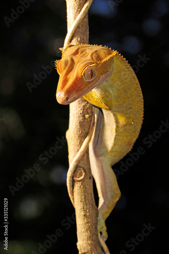Neukaledonischer Kronengecko (Correlophus ciliatus / Rhacodactylus ciliatus) - Île des Pins, Neukaledonien -  Crested gecko, Île des Pins, New Caledonia photo