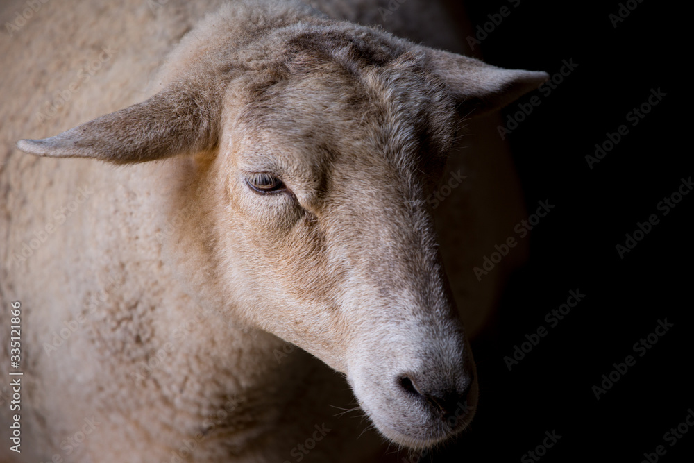 Sheep portrait