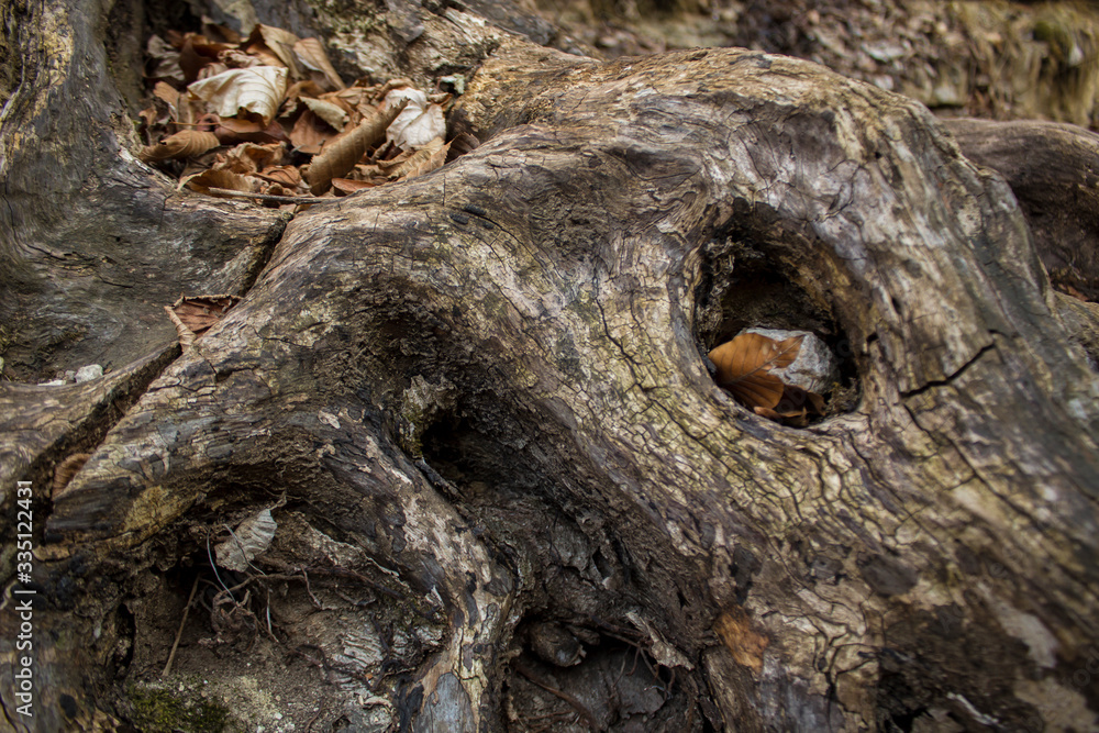 Obraz premium beautiful dry log closeup