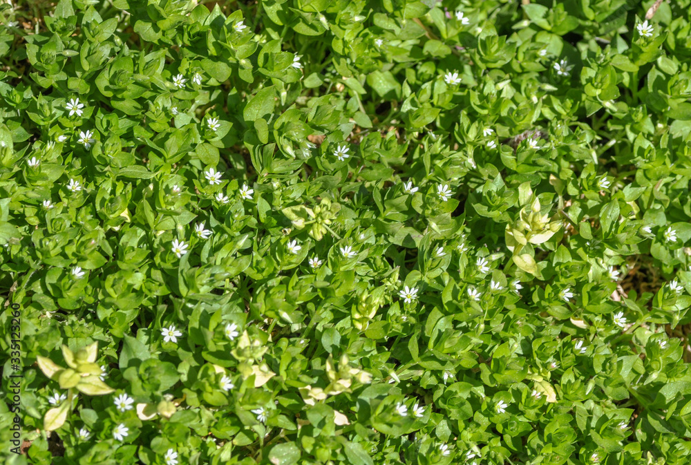 Obraz premium First spring green grass