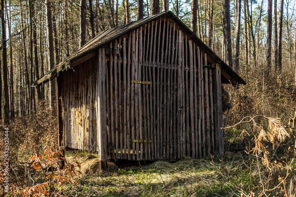 Shed in a woods. Old house in the forest.