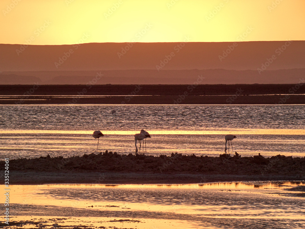 Beautiful wild flamingos in salar. Beautiful wild flamingos in salar.