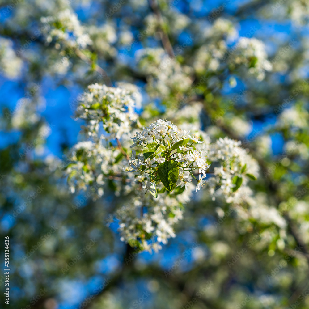 Prunus avium day blue sky blossom spring isolated