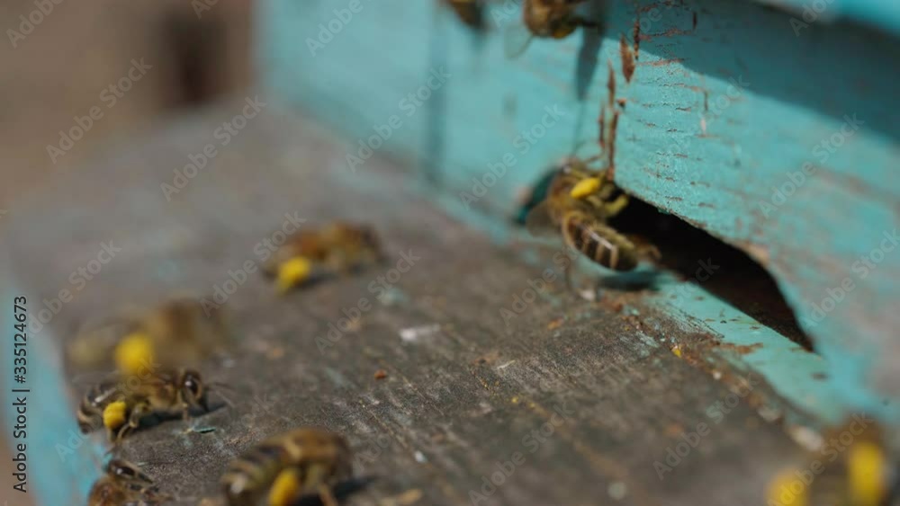 A close-up view of the working bees bringing flower pollen to the hive on its paws. Honey is a beekeeping product. Bee honey is collected in beautiful yellow honeycombs A close-up view of the working bees bringing flower pollen to the hive on its paws. Honey is a beekeeping product. Bee honey is collected in beautiful yellow honeycombs
