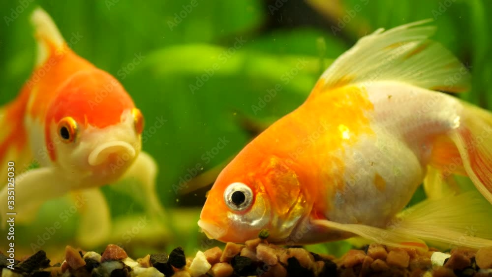 Gold Fishes swimming in fresh water aquarium on green background Gold Fishes swimming in fresh water aquarium on green background