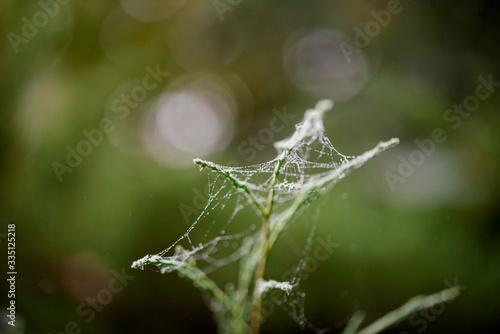 A web with droplets of scatterings on the sprig of pine.