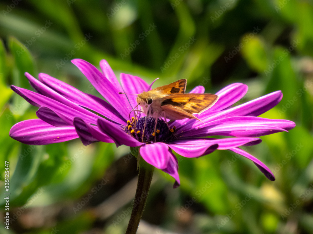 Moths and bees in striking flower colors. Moths and bees in striking flower colors.