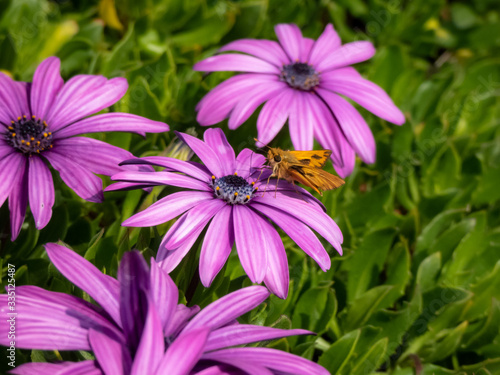 Moths and bees in striking flower colors.