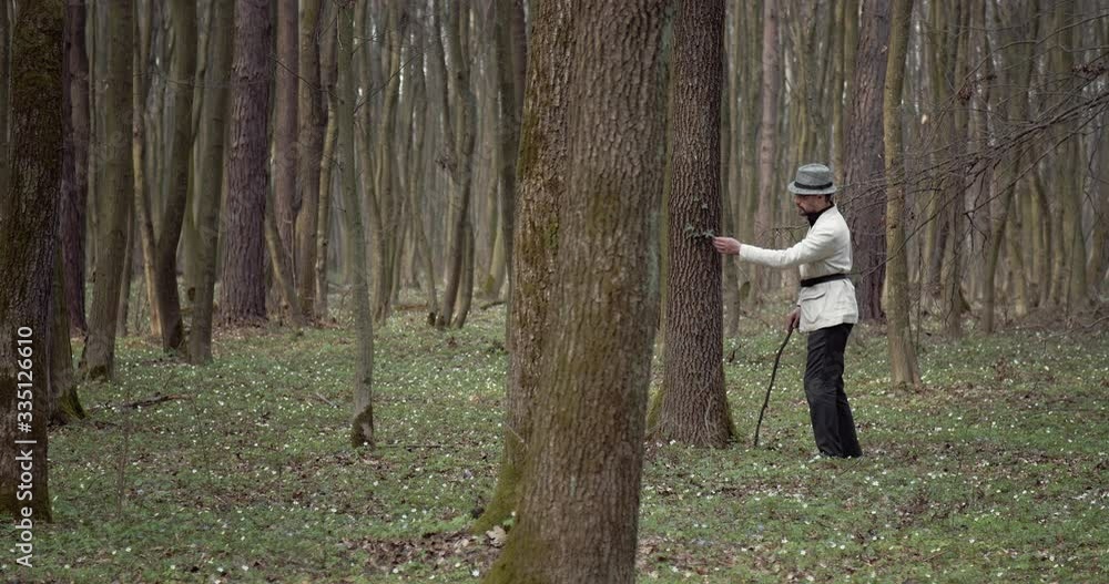 Mature man in black trousers, white jacket and hat walking through green forest and exploring old trees. Bearded botanist with walking stick enjoying favorite hobby. Mature man in black trousers, white jacket and hat walking through green forest and exploring old trees. Bearded botanist with walking stick enjoying favorite hobby.