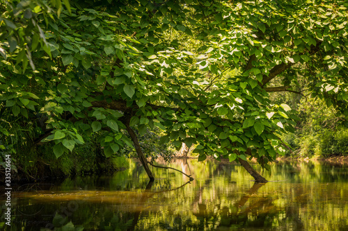 green forest in the morning on the river