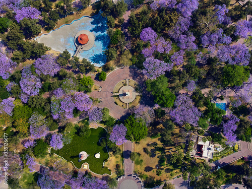 Alameda con Jacarandas San Luis Potosí  photo