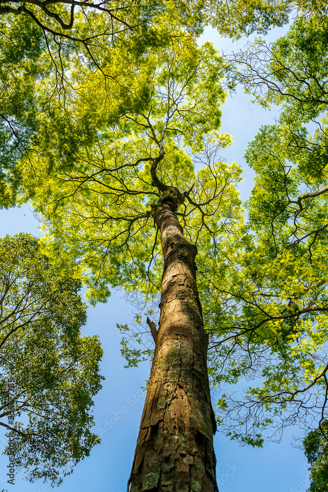 Fototapeta premium arvores vista de baixo folhas copa e céu azul