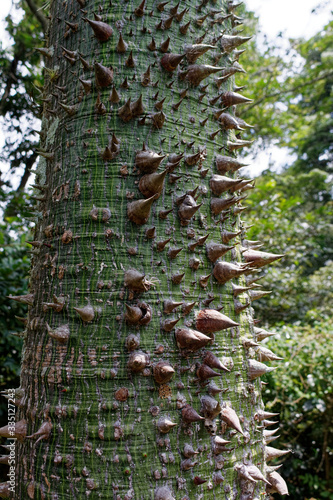 The silk floss tree (Ceiba speciosa, formerly Chorisia speciosa)