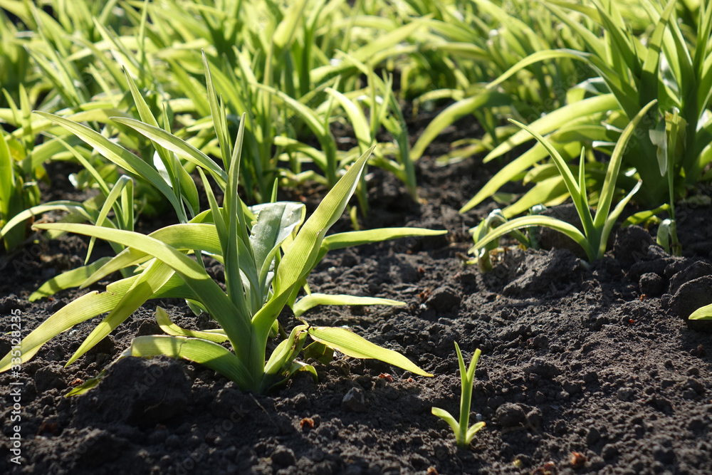 green sprouts in black soil green sprouts in black soil