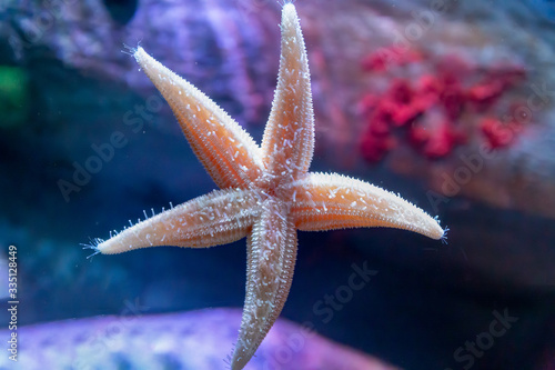 Close up of Common starfish or sea star, Asterias rubens, on the glass of an aquarium tank photo