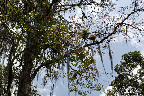 Tilandsia airplant on tree in Colombia photo